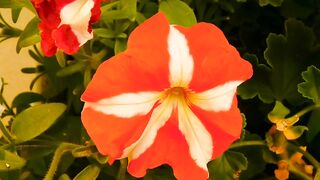 FLOWER 58,United States, Canada, Australia, UK