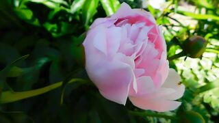 FLOWER 59,United States, Canada, Australia, UK
