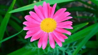 FLOWER 57,United States, Canada, Australia, UK