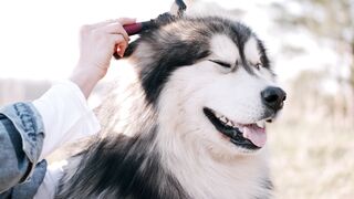 A dog's happiness: a story of love and joy".