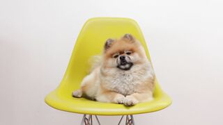 "Living life to the full: the unconditional happiness of a dog"