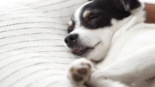 "Moments of happiness with my faithful four-legged companion"