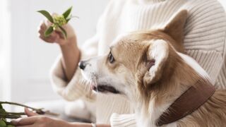 "The simplicity of happiness: how dogs teach us to be happy"