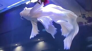 beautiful carp