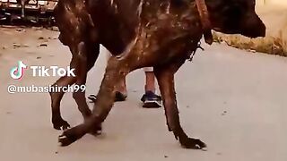 My dog shina fighter