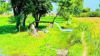 Village life