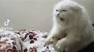 Funny cats