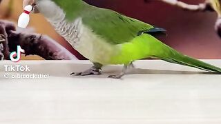 A very smart parrot