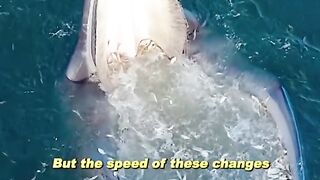 Humpback whale ????