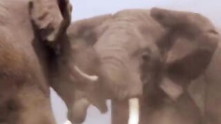 Fierce elephant fighting