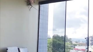 Australian Cockroach #cockroach #barata #cucaracha #australian.