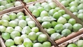 pakcking jambu vs salak