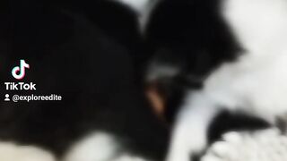 ##funny cat