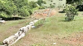 Wild #nature # komodo