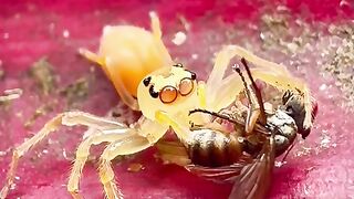 Spiders are the best!! ????️????