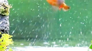 "Graceful Hunter: Stunning Bird Catches Fish in Mesmerizing Display"