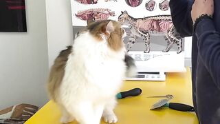 Cat Visits Doctor for Checkup and It's Hilarious
