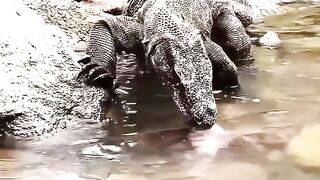 Brutal Komodo devouring Octopus ????