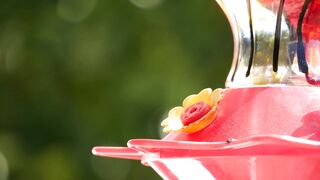 Hummingbird