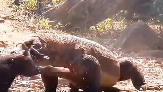 Komodo Dragon Preying