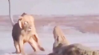 Lions Attacking A Crocodile