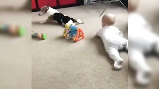Funny ANIMAL videos????Funniest CATS???? DOGS???? and BIRDS
