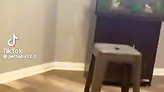 Try not to laugh