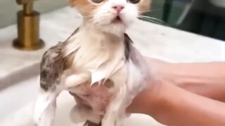 Cats Doing Cat Things�� (3)-
