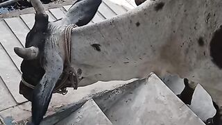 Animals cows