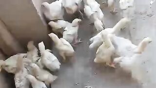 Abhi chota hay