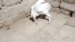 White chargoti