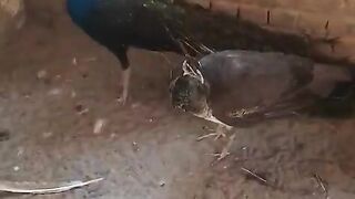 The two peacock