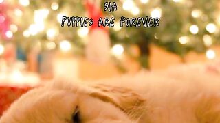 Sia - Puppies Are Forever