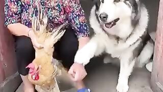The funny video ever