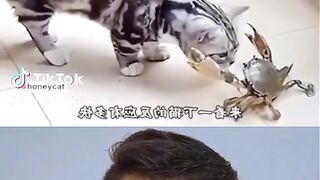 Cat reflexes