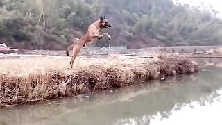 Very nice ???????????? dog