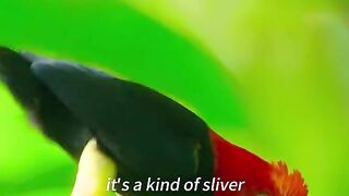 The Mike Jackson of the bird world.