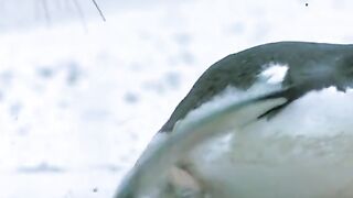 Do you think the little penguin can escape?