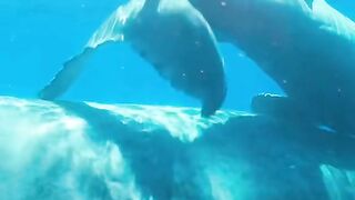 Birth of a humpback whale