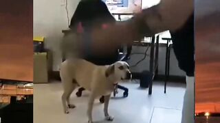 He lost his owner ????
