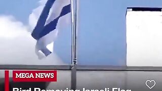 حتى الغراب بيفهم