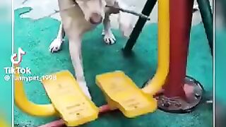 Try not to laugh ????