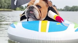 Funnydog