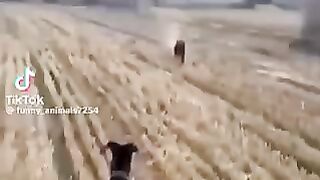 Try not to laugh ????