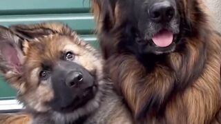 Funnydog