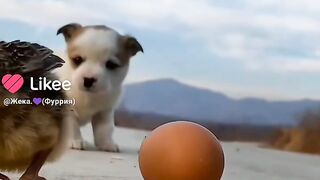 Дружные животные