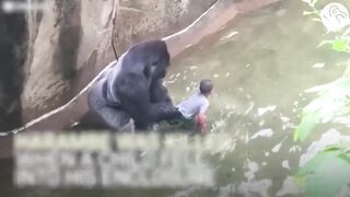 Gorila protect children