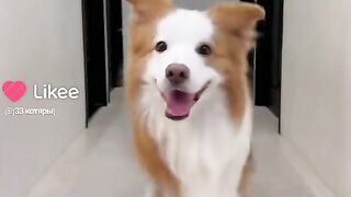 Пёс танцует