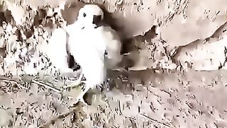 عتر الرجل على صقر صغير اتناء تمشي