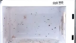 Grease Gone in a Flash